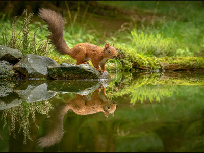 Red Squirrel About to Jump (c) Jean Price