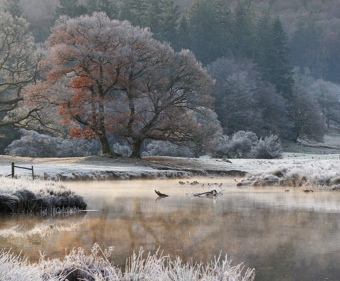 Frost covers the ground and trees in this early morning shot of an Autumnal tree across the River Brathay, Cumbria