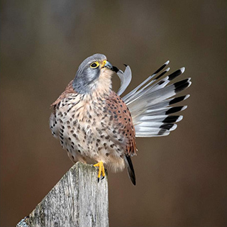 A kestrel sorting his feathers whilst perched on a seat post.