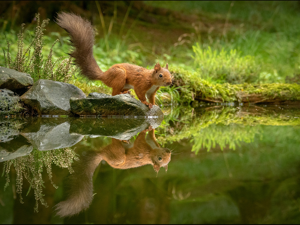 A red squirrel by the water&#39;s edge, looking to jump in.  Image (c) Jean Price