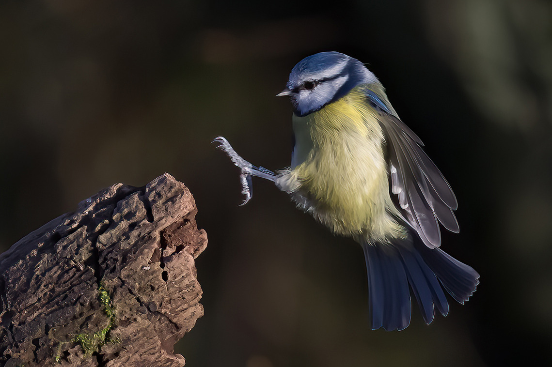 A blue tit reaching out to land on a log.  Image copyright Iain Houghton