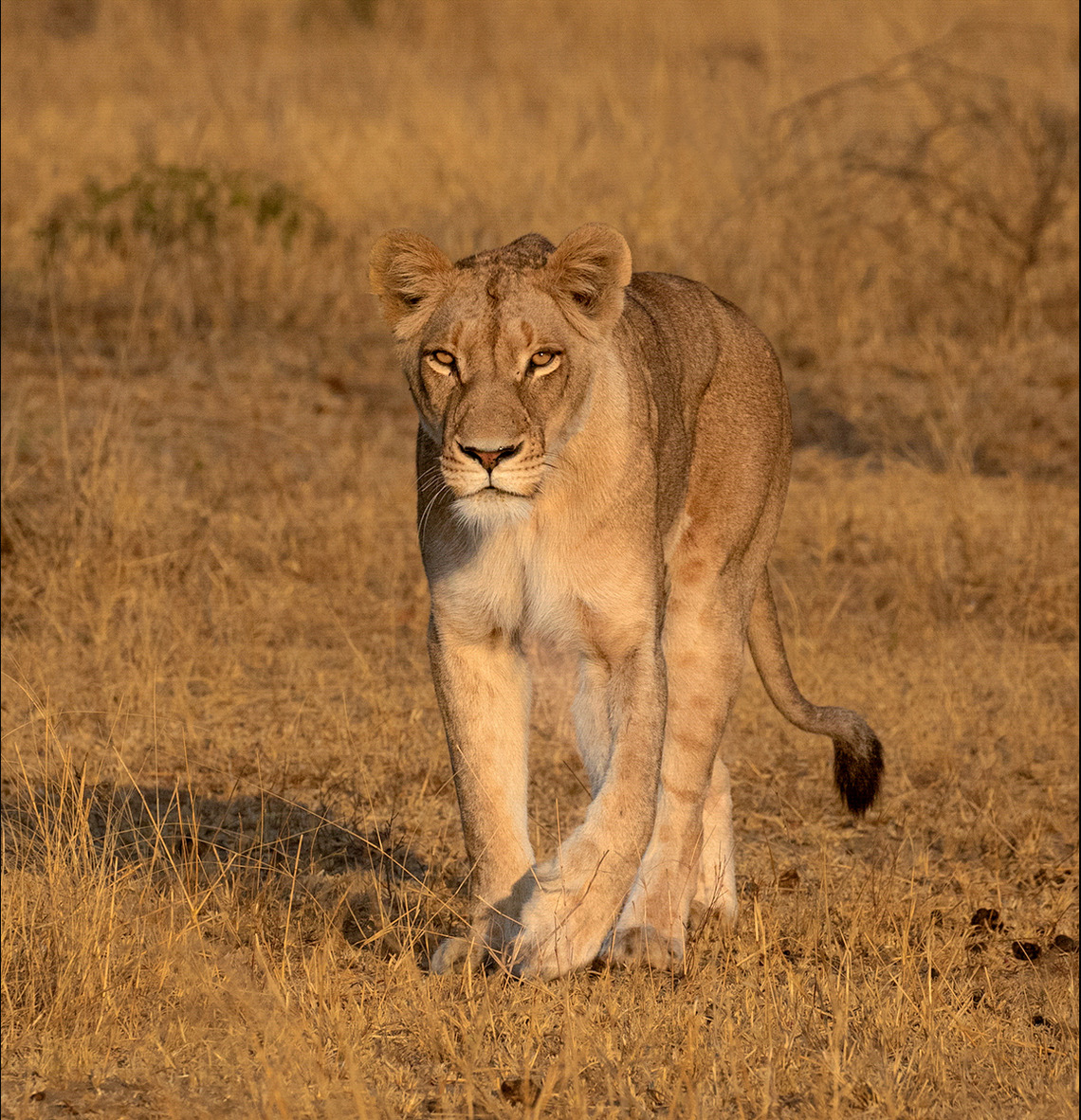 Early morning photo of a lioness walking casually towards the camera