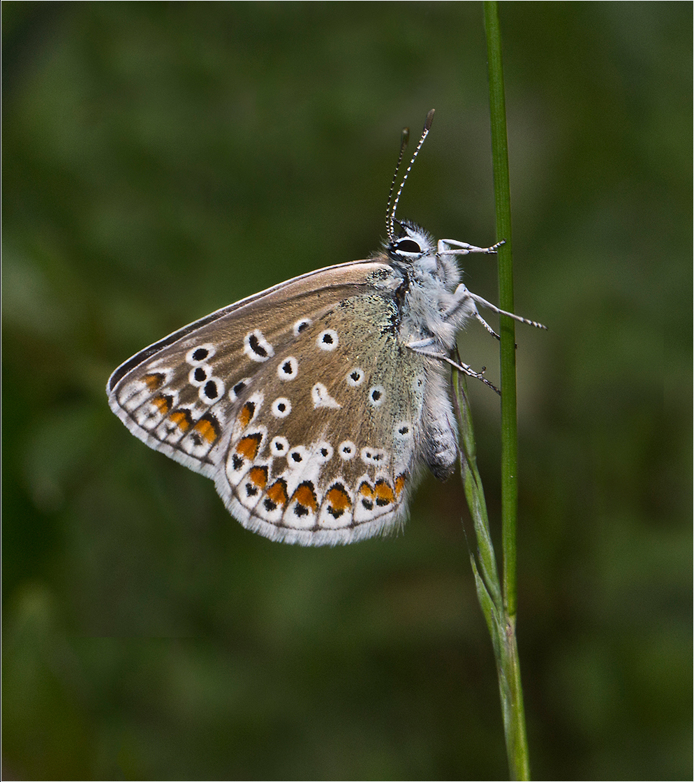 A female Common Blue butterfly on a thin stem